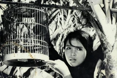 Một cảnh trong phim Con chim vành khuyên. 