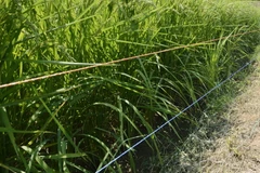 Hàng rào điện ở Nhật Bản gây chết người. (Nguồn: japantimes.co.jp)