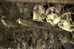 Người Mentawai trang trí nhà ở của họ bằng đầu lâu.(Nguồn: DM)