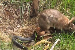 Thỏ mẹ dũng cảm đánh lại con rắn đen lớn để cứu sống con