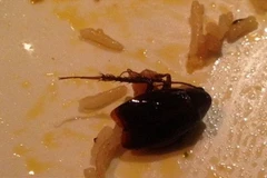 Cặp đôi phát ốm khi nhìn thấy gián trong đĩa đồ ăn ở nhà hàng