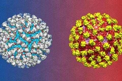 Phát hiện một kháng thể mới có thể tiêu diệt virus sốt xuất huyết DENV-2. (Nguồn: biotechin.asia)