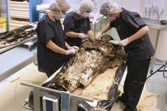 Phát hiện thi hài phụ nữ thế kỷ 17 chôn cùng trái tim chồng