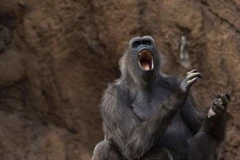 Khỉ có thể giao tiếp rất tốt với những người chăm sóc mình bằng hệ thống ngôn ngữ dấu hiệu. (Nguồn: MSN)