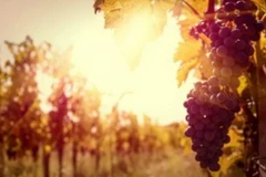Nhà đầu tư Trung Quốc mua vườn nho ở Bordeaux tăng nhanh