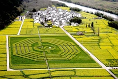 Vòng tròn Thái Cực và Bát quái xuất hiện trên cánh đồng ở Trung Quốc