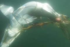 Lưới chống cá mập chỉ đem lại cảm giác “an toàn giả tạo” 