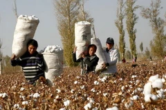 Người trồng bông ở Trung Quốc sẽ được chính phủ trợ giúp