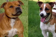 Một phụ nữ bị chính hai con chó nuôi ăn thịt sau khi qua đời