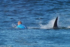 Mick Fanning thoát chết thần kỳ trước hàm cá mập. (Nguồn: AFP/Getty Images)