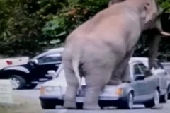 Hốt hoảng khi một chú voi đột ngột xông ra đường ngồi lên ôtô