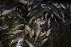 Cá nuôi chết nổi trắng bè trên sông Là Ngà. (Ảnh: Sỹ Tuyên/TTXVN)