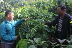 Anh Điểu Tam (áo xanh, bên trái) trao đổi kinh nghiệm sản xuất càphê với bà con. (Ảnh: Anh Dũng/TTXVN)