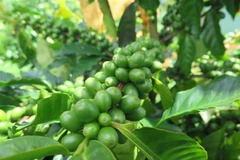 Càphê xứ lạnh Arabica tại Kon Tum được đánh giá cao về chất lượng, mang lại giá trị kinh tế cho người trồng. (Ảnh: Dư Toán/TTXVN)