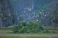 Hàng nghìn, hàng vạn con cò bay lượn trên Đầm Vân Long, Ninh Bình. (Ảnh: Minh Đức/TTXVN)