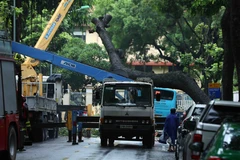 Lực lượng chức năng dùng xe cẩu tiến hành di dời cây xanh đổ vào xe buýt trên phố Tăng Bạt Hổ. (Ảnh: Phạm Kiên/TTXVN)