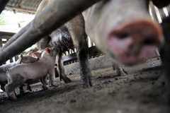 Lợn được nuôi tại một trang trại ở thị trấn Pandi, phía bắc Manila, Philippines. (Ảnh: AFP/ TTXVN)