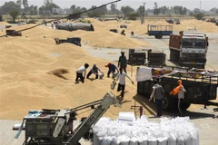 Người dân bốc dỡ lúa mì tại một khu chợ ở ngoại ô Amritsar, Ấn Độ. (Ảnh: AFP/TTXVN)