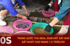 Bản tin 60s: Giun đất sấy khô bị đẩy giá lên tới 1,5 triệu đồng mỗi kg