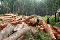 Rừng và đất rừng ở Đắk Lắk vẫn bị chặt phá, lấn chiếm trái phép