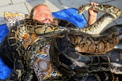 Mạo hiểm vác 500kg trăn lên người để lập kỷ lục thế giới 