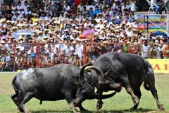 Kỷ niệm 25 năm khôi phục và phát triển lễ hội chọi trâu Đồ Sơn
