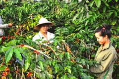 Điện Biên đầu tư xây dựng thương hiệu càphê Mường Ảng