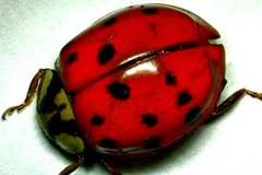 Ảnh chỉ có tính minh họa. (Nguồn: BBC)