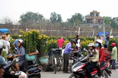  Hoa Tết ngập tràn khoe sắc tại Huế sau ngày nắng nhẹ