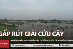 Người dân vùng trồng cây cảnh lớn nhất miền Bắc gấp rút "cứu cây" khi nước xuống