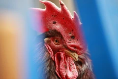 Ảnh minh họa. (Nguồn: kyivpost.com)