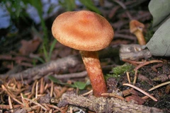 Cứu sống 7 người trong một gia đình bị ngộ độc do ăn nấm