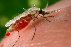 Phát hiện mới: Bệnh sốt rét xuất hiện từ thời Đế chế La Mã 