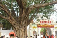 Cây bồ đề Quỳnh Đô (Thanh Trì, Hà Nội) được phong tặng cây di sản. (Ảnh: PV/Vietnam+)