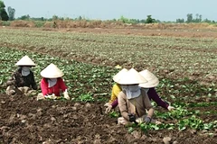Bà con nông dân tiến hành thu hoạch vụ mùa khoai lang tím. (Ảnh: Minh Thúy/Vietnam+)