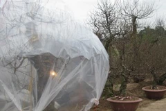 Trời rét mướt, nhiều nhà vườn thấp thỏm ủ ấm cho cây đào. (Ảnh: Hùng Võ/Vietnam+)