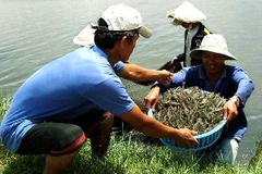 Nuôi tôm tại tỉnh Cà Mau. (Nguồn: Internet)