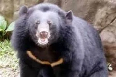 Loài gấu ngựa cần được bảo vệ. (Nguồn: Internet) 