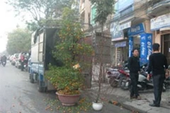 Gom "chút xuân tàn" về ươm mầm xuân cho Tết tới. (Nguồn: Internet)