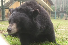 Việc các cá thể gấu con được sinh ra trong môi trường nuôi nhốt, sẽ khiến “ngành công nghiệp mật gấu” kéo dài. (Ảnh: Hùng Võ/Vietnam+) 