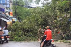 Dư chấn của bão Côn Sơn khiến nhiều cây xanh trên một số tuyến phố bị đổ (Ảnh: Sơn Bách/Vietnam+)