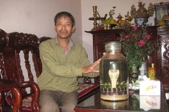 "Vua săn rắn độc" Nguyễn Quang Triết: "Tôi còn thích khuất phục mãnh xà." (Ảnh: Hùng Võ/Vietnam+)