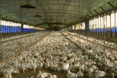 Hà Lan: Phát hiện trường hợp nhiễm cúm gia cầm tại Barneveld