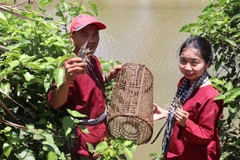 Bến Tre thu hút khách bằng các sản phẩm du lịch gắn với tài nguyên bản địa đặc trưng của miền sông nước. (Ảnh: Huỳnh Phúc Hậu/TTXVN)