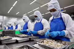 Công nhân làm việc trong nhà máy chế biến thủy sản COFIDEC. (Ảnh: Hồng Đạt/TTXVN)