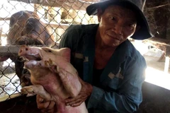 Lợn sau khi tiêm vaccine dịch tả lợn châu Phi tại Quảng Ngãi. (Ảnh: Lê Ngọc Phước/TTXVN)