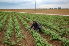 Nông dân Palestine làm việc trên cánh đồng ở phía Đông thành phố Khan Yunis, phía Nam Dải Gaza. (Ảnh: AFP/TTXVN)