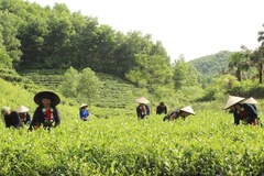 Phát triển vùng sản xuất chè an toàn ở xóm Đồng Tâm, xã Tức Tranh, huyện Phú Lương (tỉnh Thái Nguyên) góp phần nâng cao thu nhập và thu hút khách du lịch. (Ảnh: Hoàng Nguyên/TTXVN)