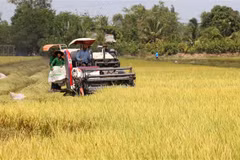 Thu hoạch lúa tại Kiên Giang. (Ảnh: Lê Huy Hải/TTXVN)