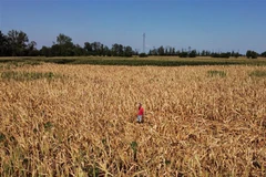 Cánh đồng lúa mỳ bị khô héo do hạn hán tại Occhiobello, Italy, ngày 11/7/2022. (Ảnh: AFP/TTXVN)